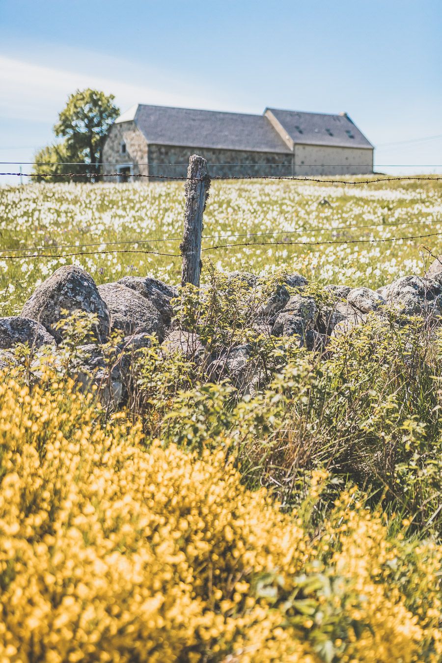 Randonnée en Lozère - l'Aubrac, Occitanie