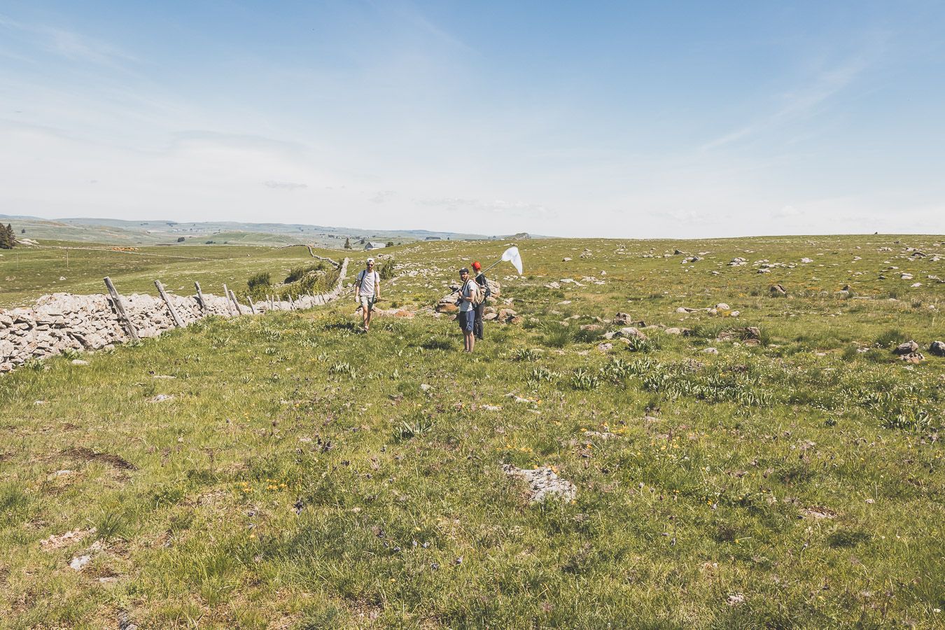 Pâturages sur l'Aubrac, en Lozère.