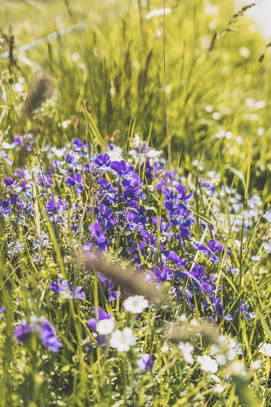 Destination nature : la Lozère