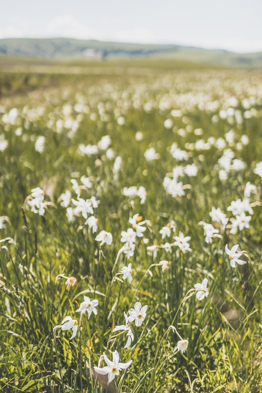 Fleurs sauvages en Lozère