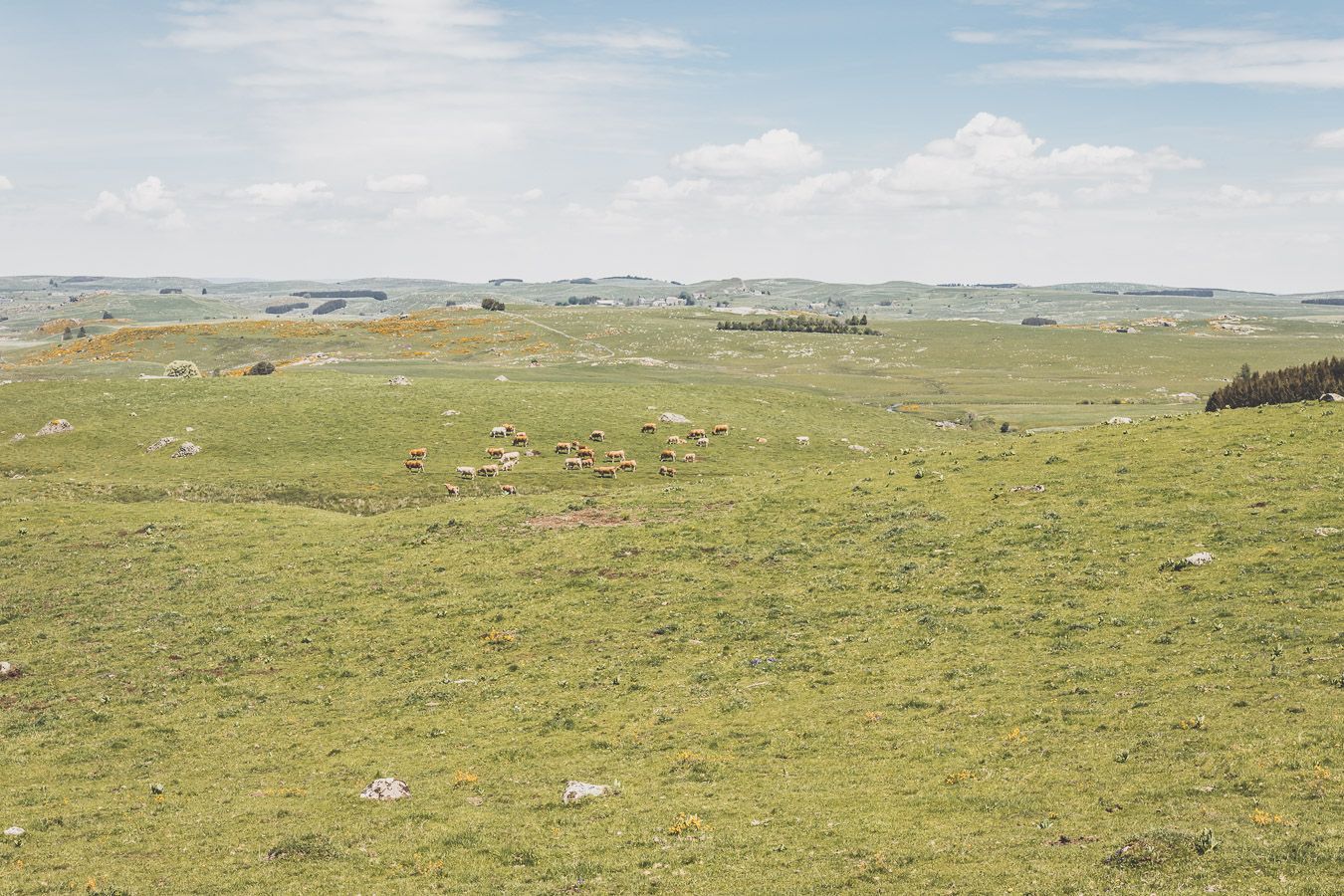 Vaches sur l'Aubrac - Lozère, Occitanie