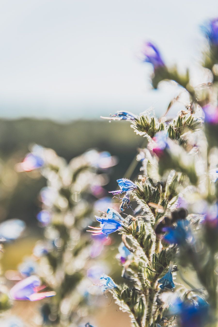 Vacances au Printemps : l'Aveyron