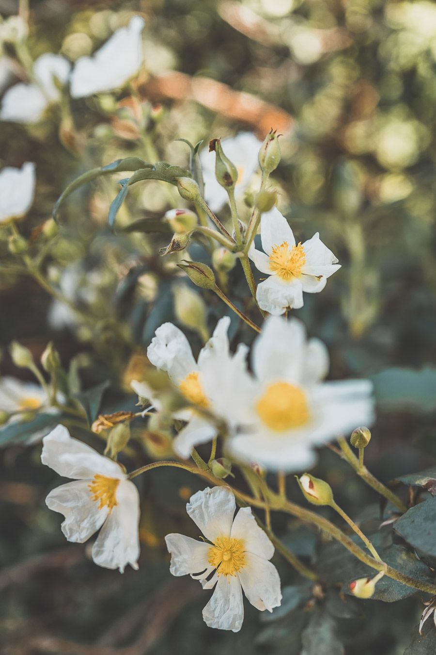 Fleurs blanches et jaunes