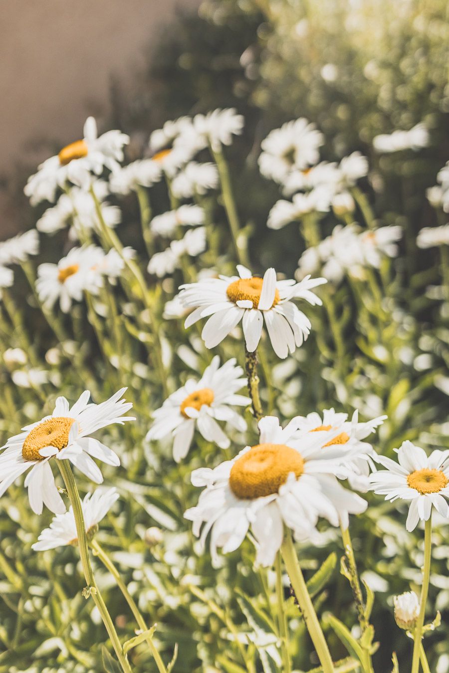 Fleurs sauvages