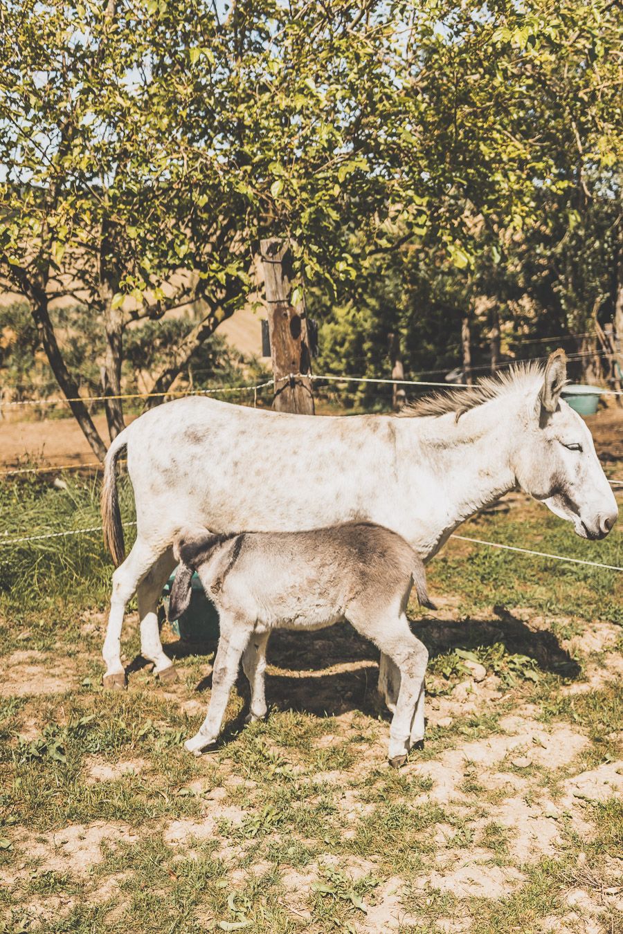 Asinerie d'Embazac à l'Isle-Jourdain