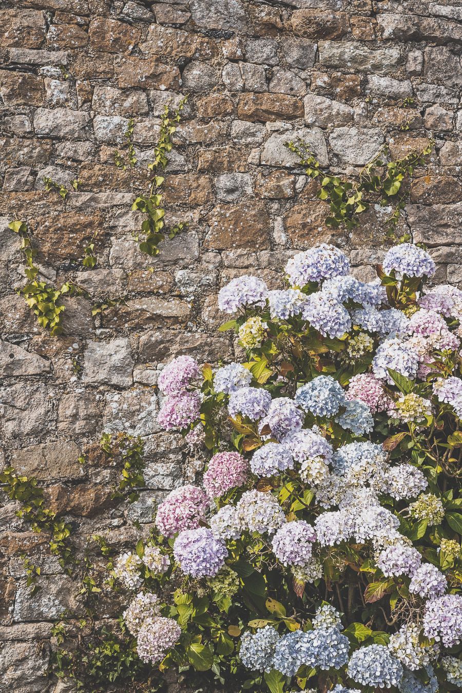 Hortensias en Bretagne