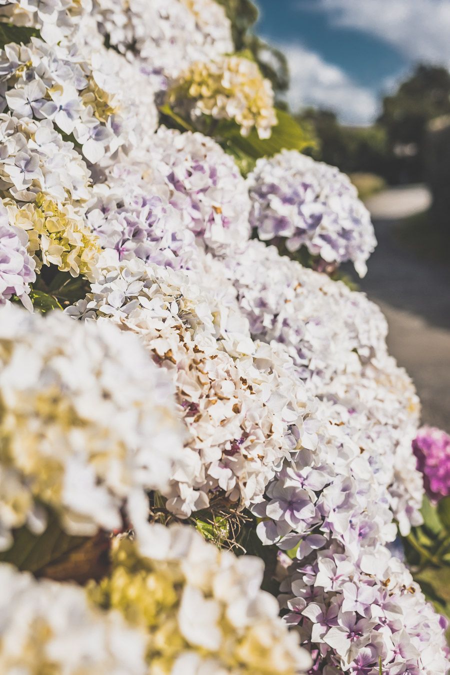 Hortensias en Bretagne