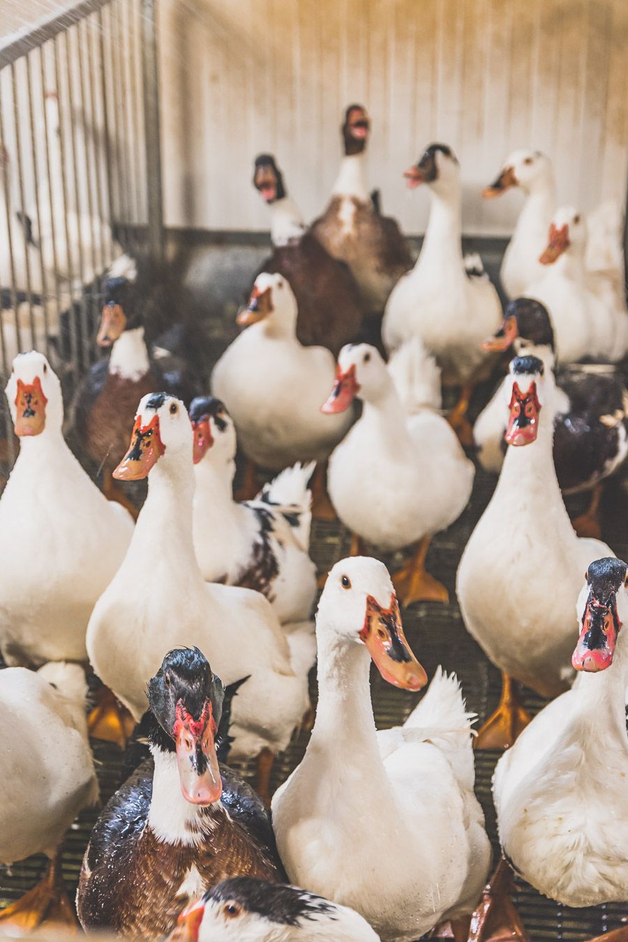 Elevage de canards dans le Gers