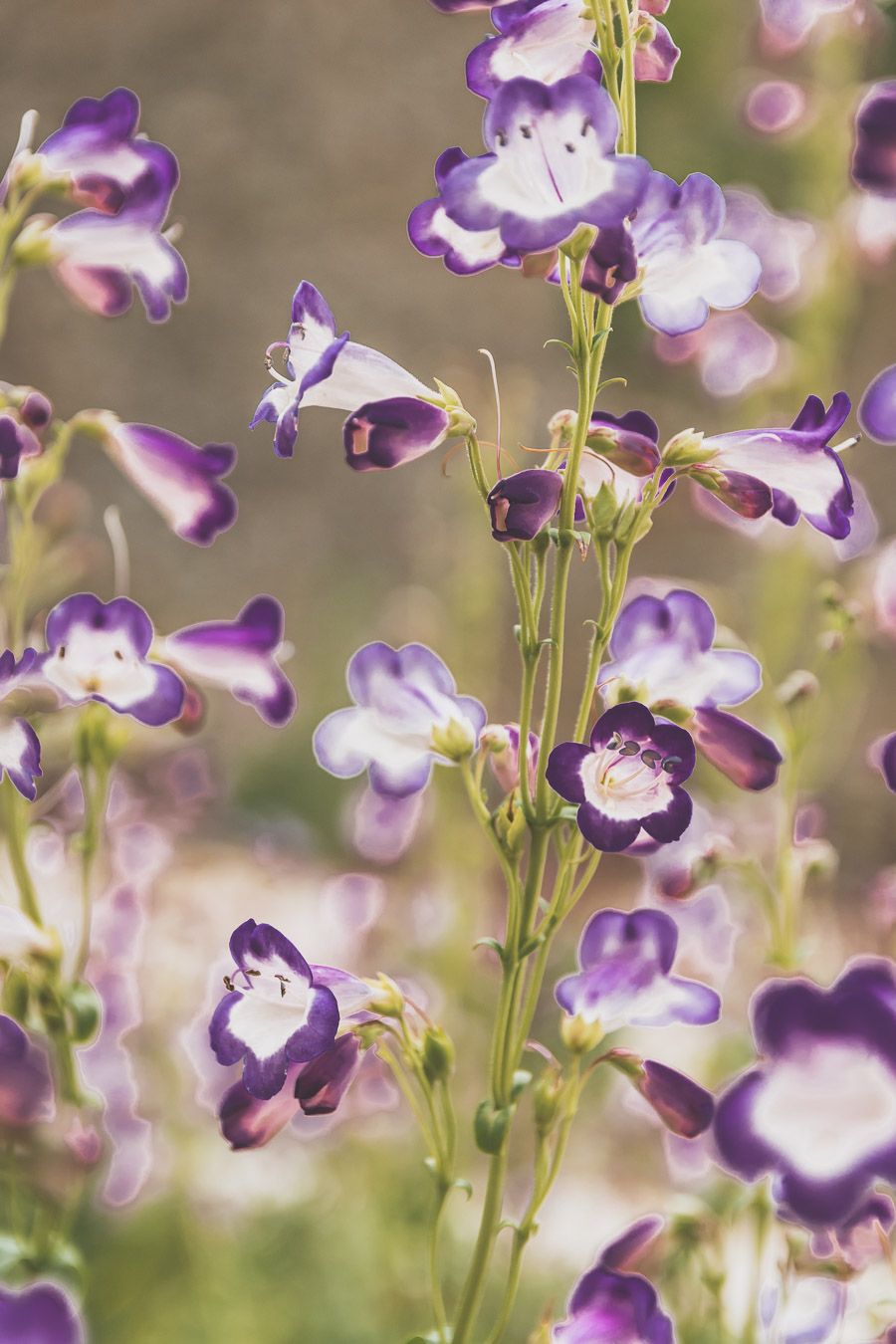 Fleurs à Bonaguil