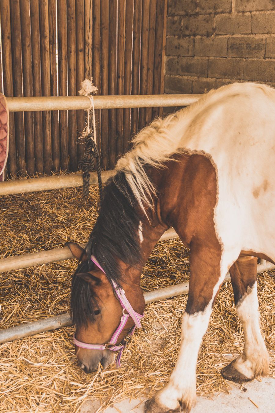 Poney Club La Bascoulette l'Isle-Jourdain - sortie à cheval dans le Gers