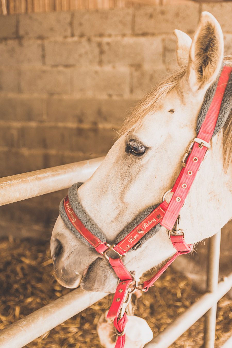 Poney Club La Bascoulette l'Isle-Jourdain - sortie à cheval dans le Gers