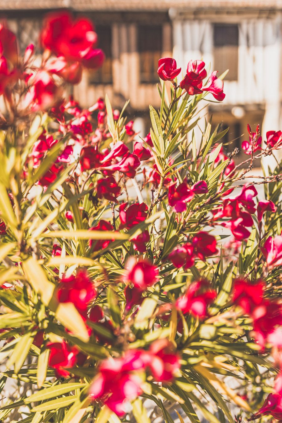 Printemps à Cologne