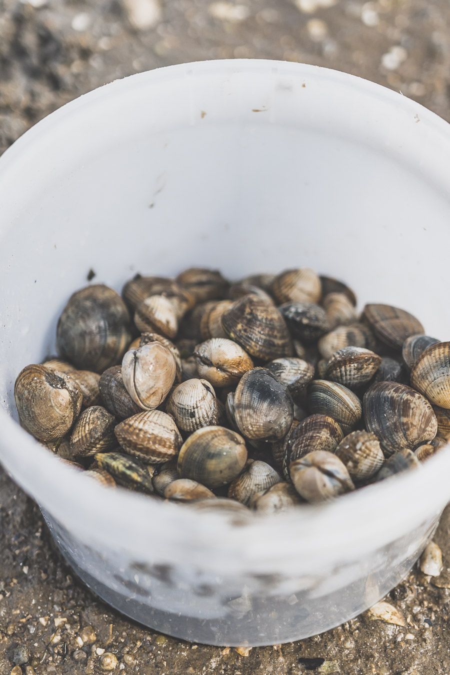 Coquillages en Bretagne