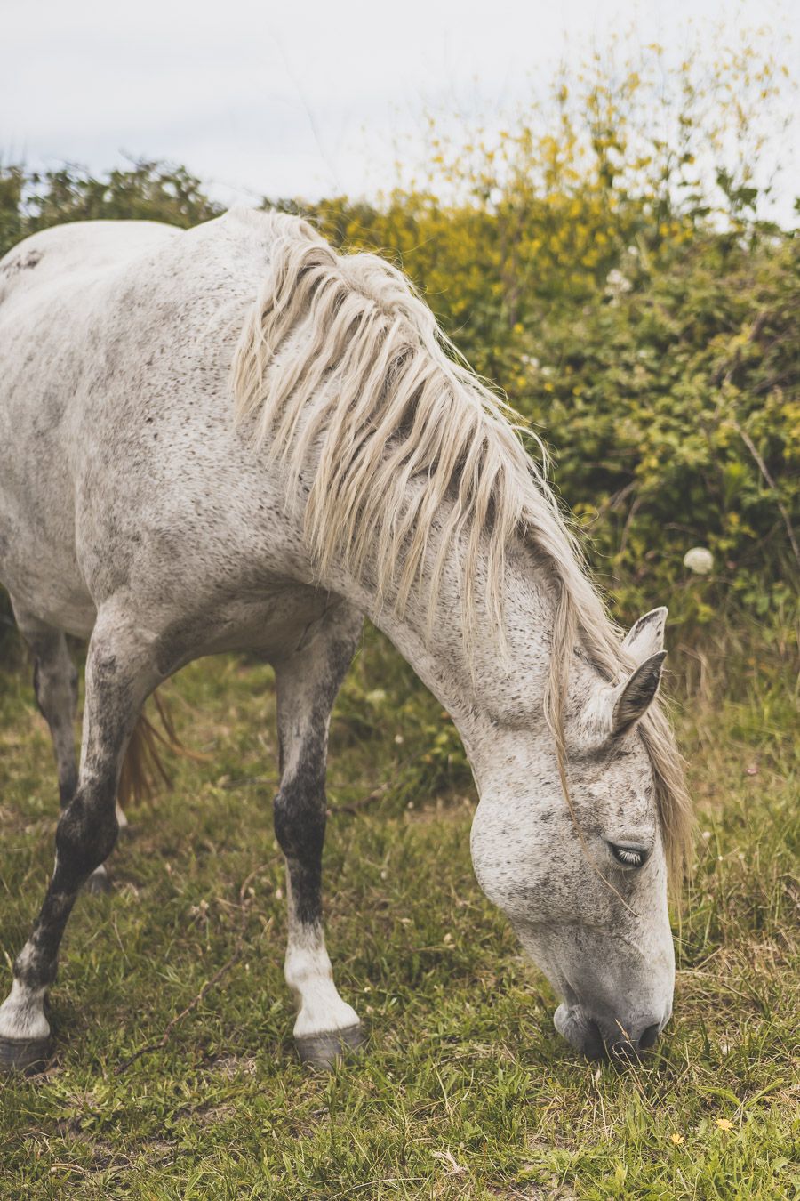 Cheval en Bretagne