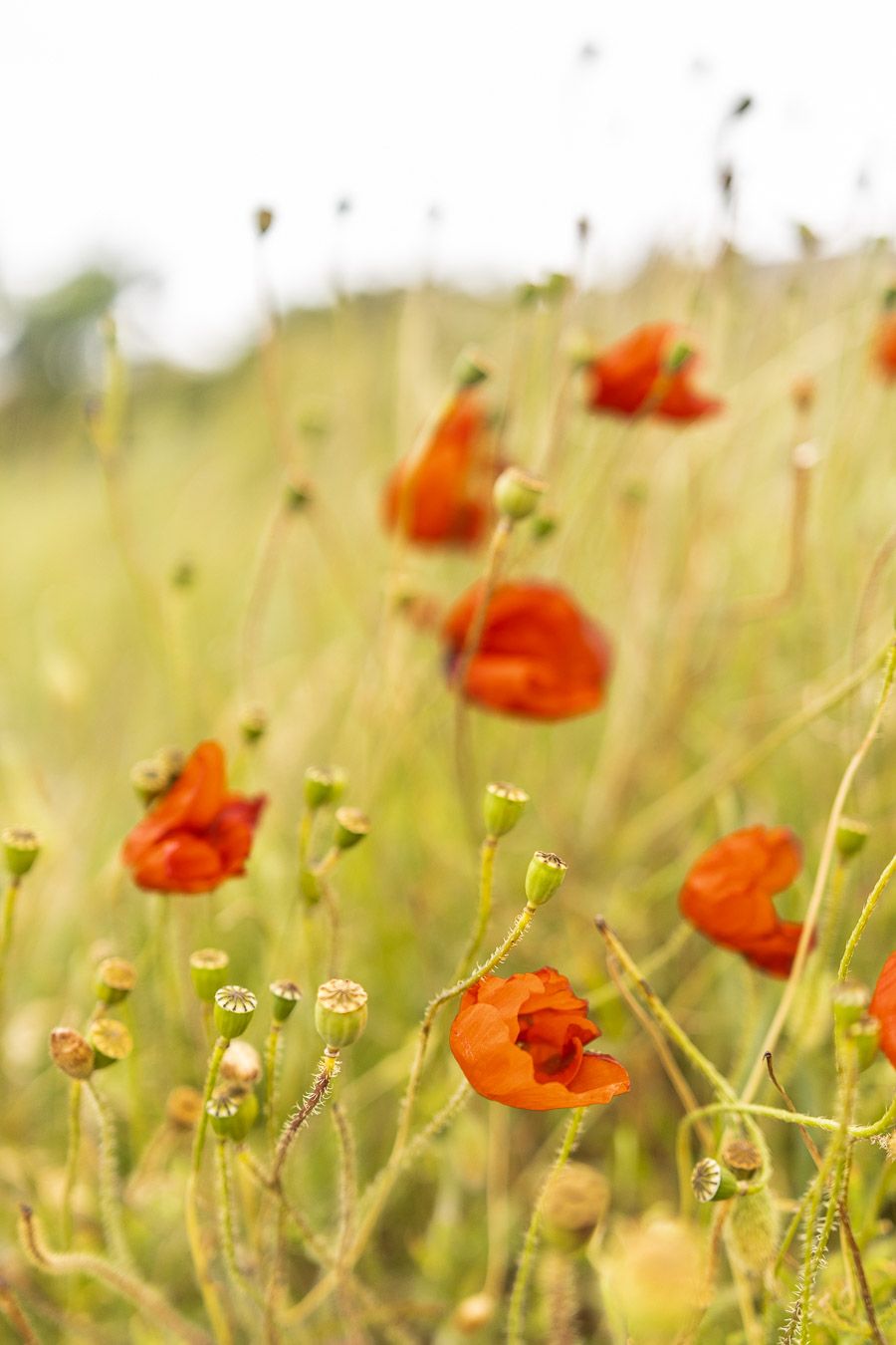 Coquelicots en Bretagne