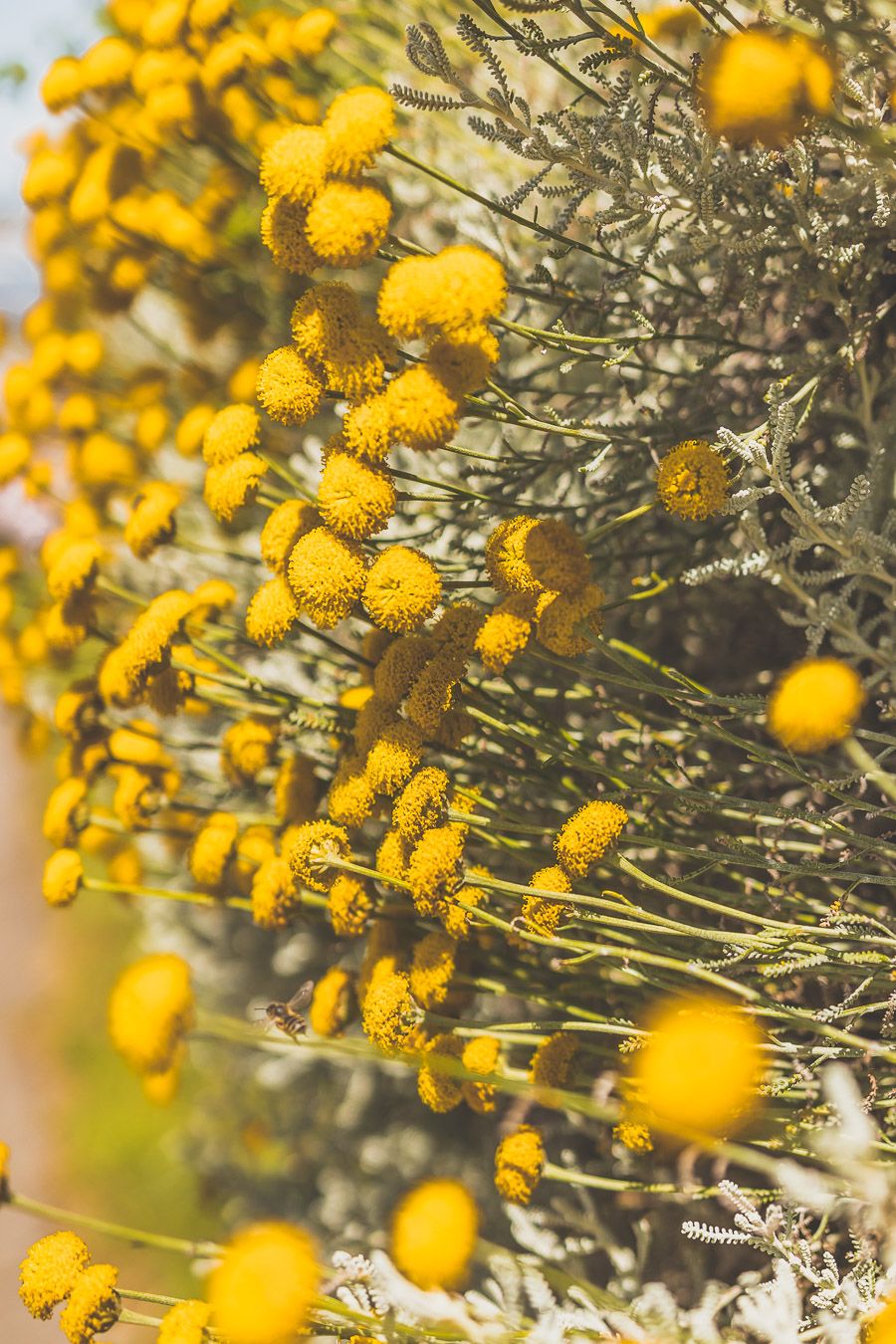 Kernéléhen 5 1 Fleurs