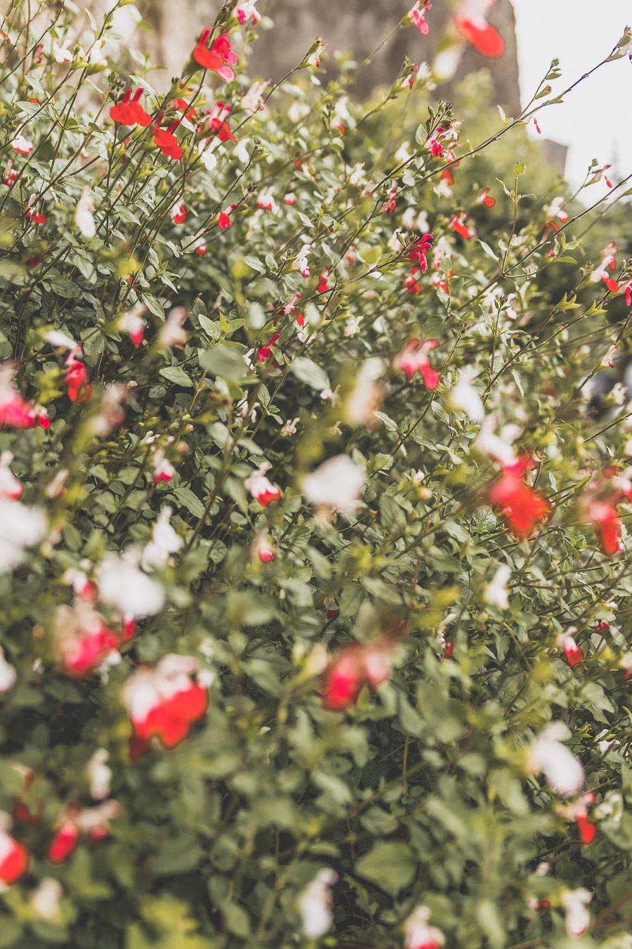 Fleurs de France