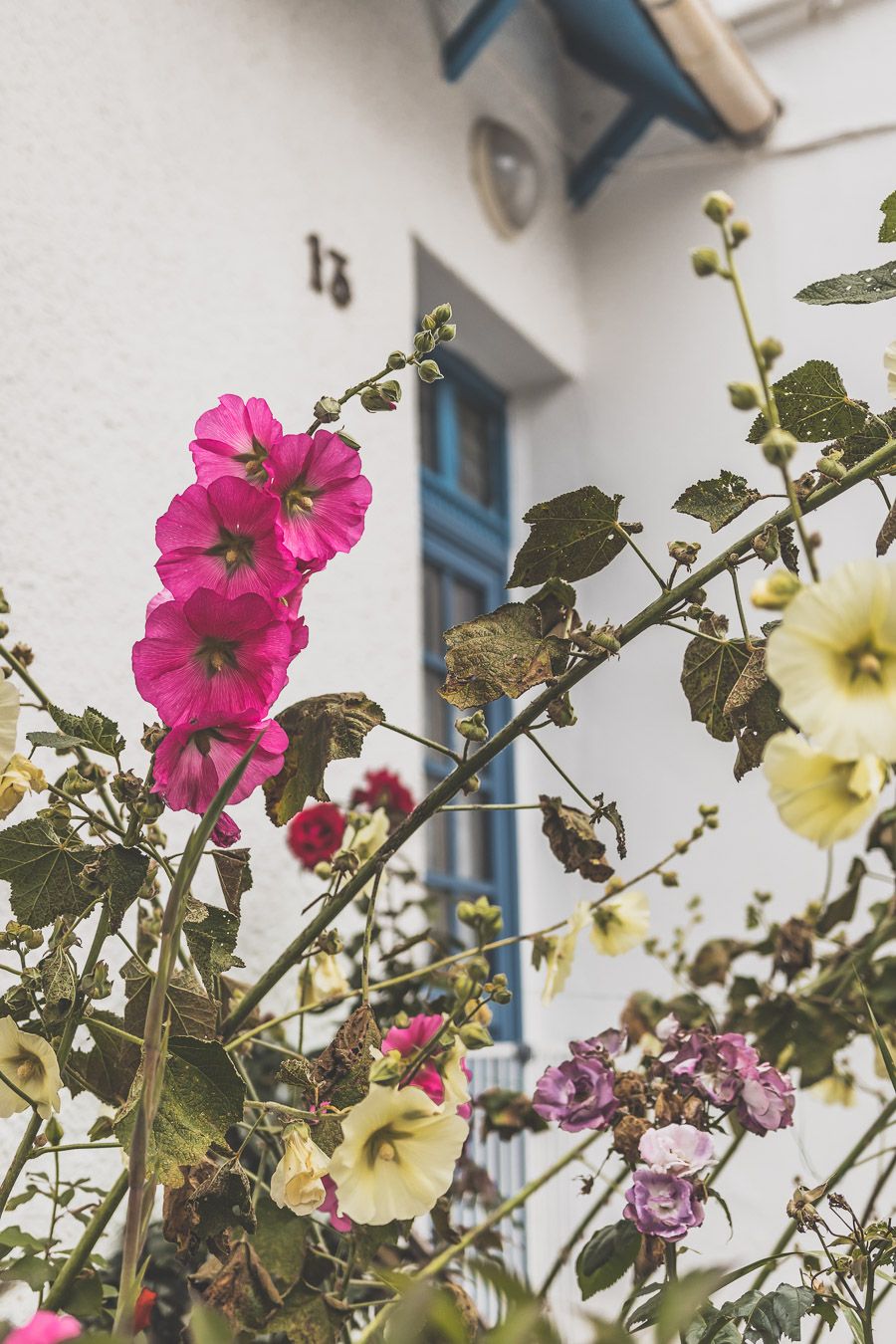 Roses trémières en Bretagne