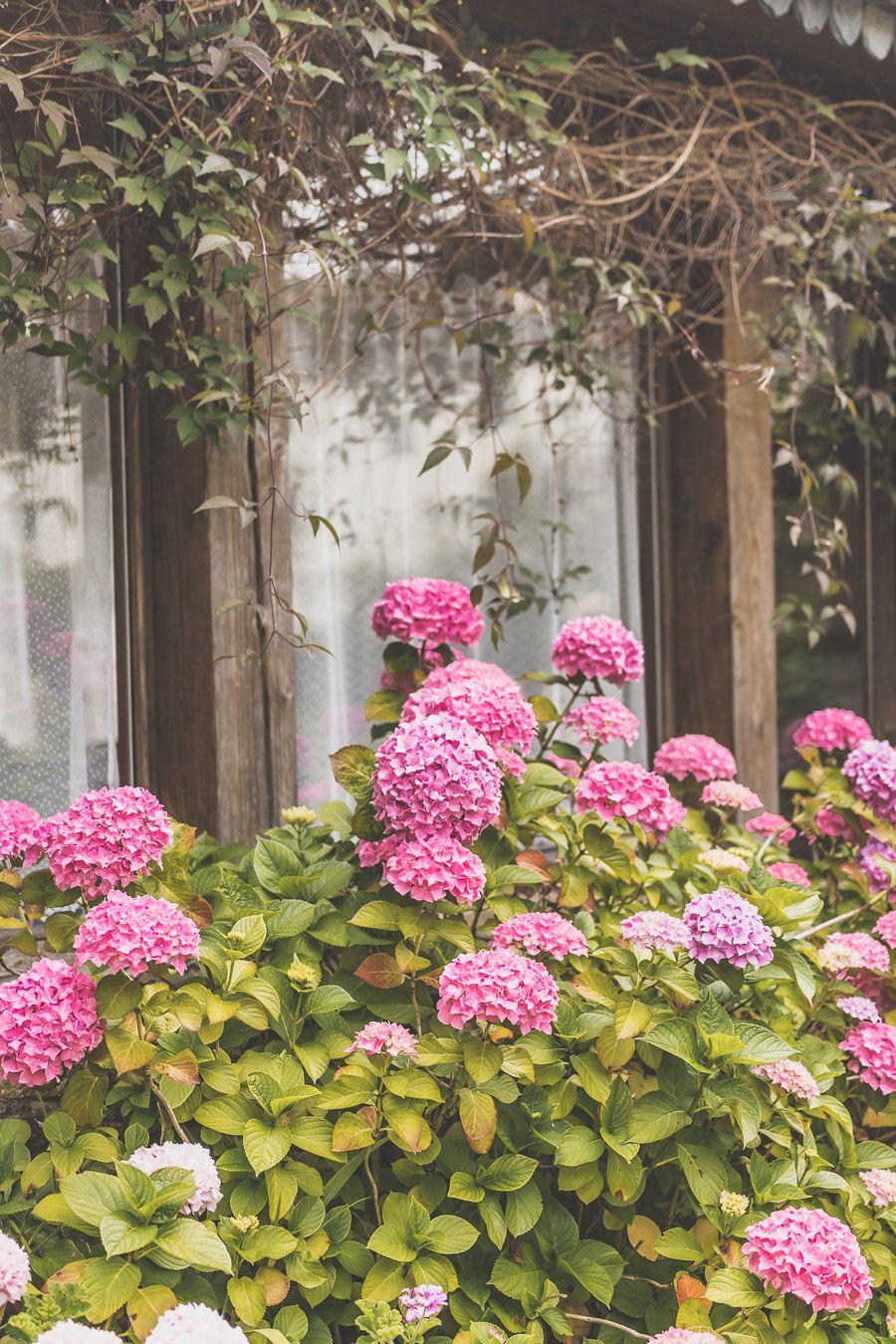 Hortensias en Bretagne