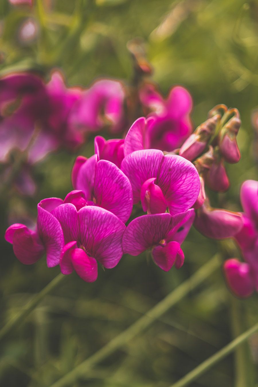 Fleurs du Finistère Nord