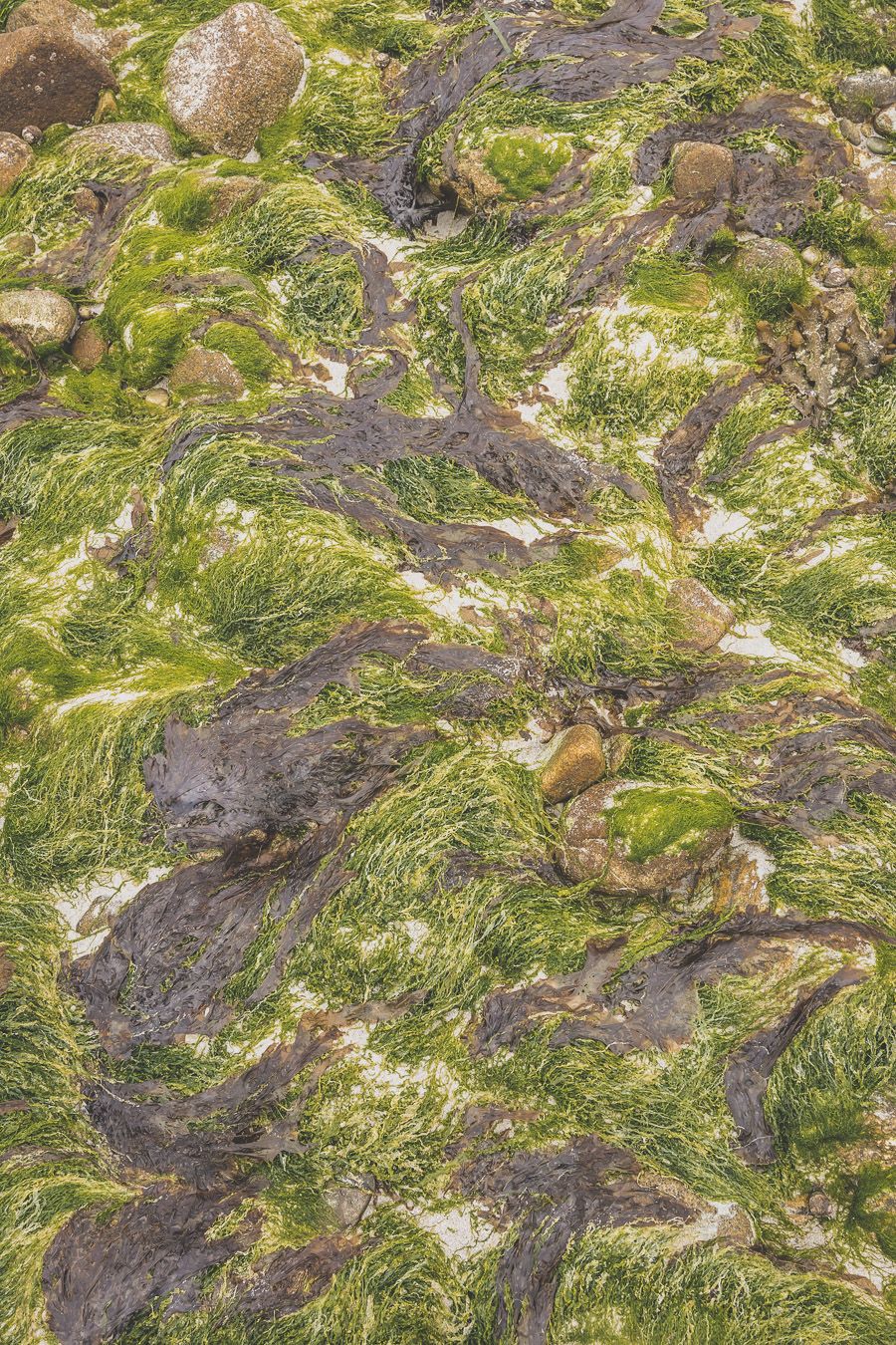Algues à marée basse
