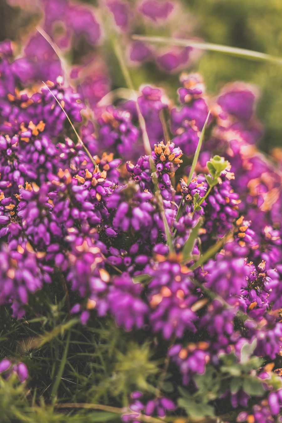 Fleurs de bruyère