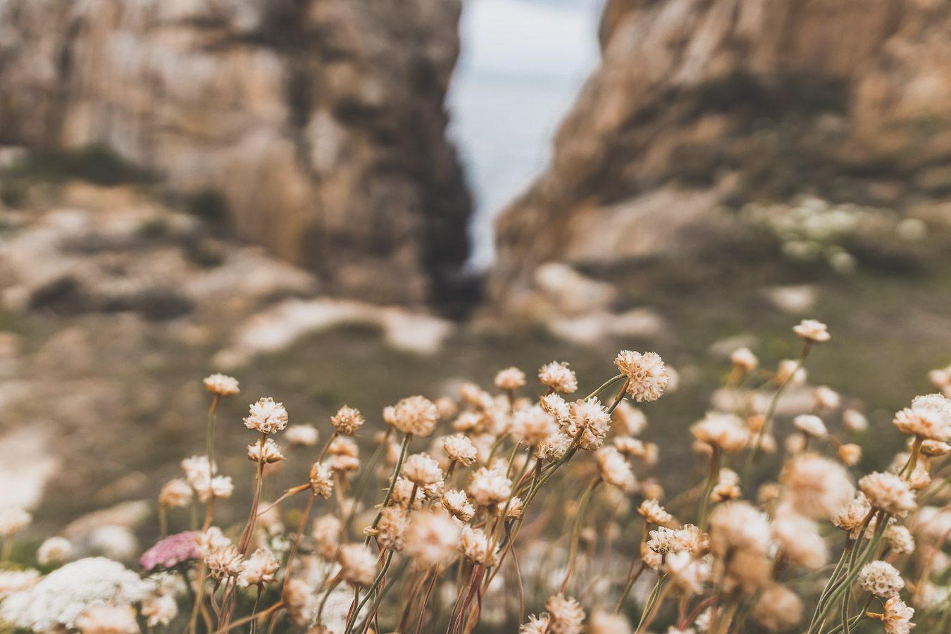 Fleurs sur la côte bretonne