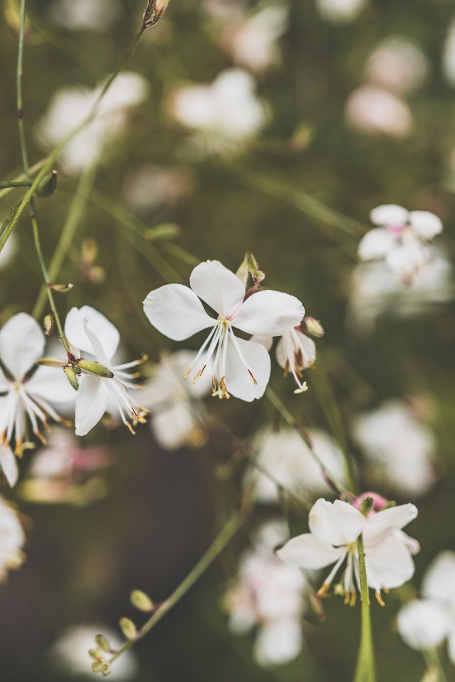 fleurs