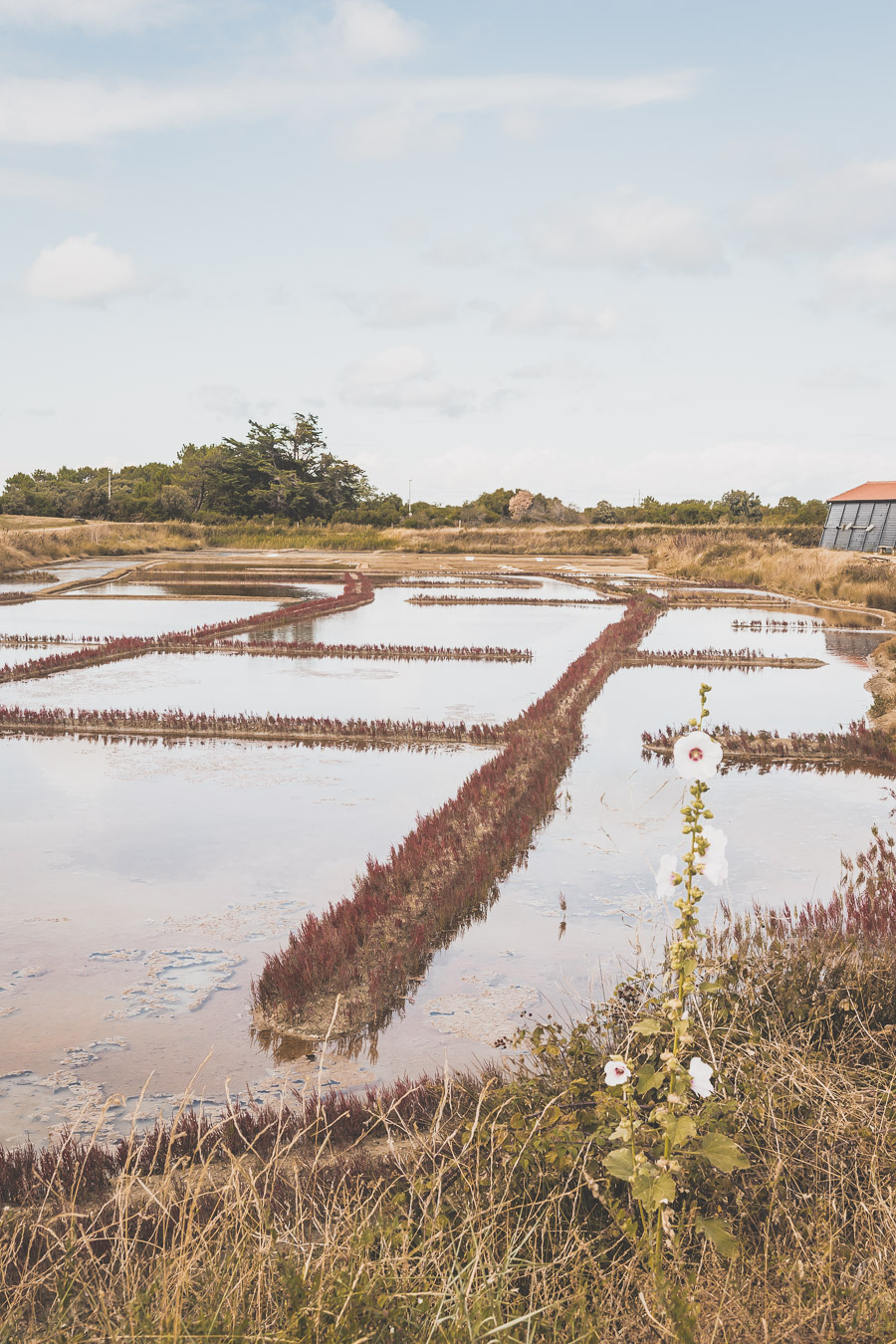 Marais salants sur l'île d'Oléron