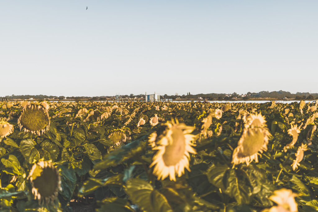 Fort Lupin et tournesols