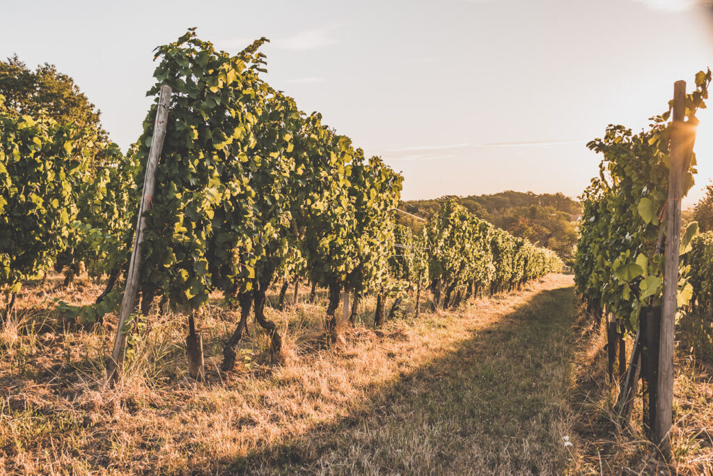 Visiter l'Alsace et les Vosges en van