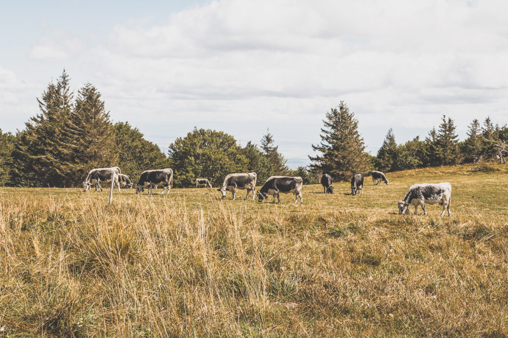 Visiter l'Alsace et les Vosges en van