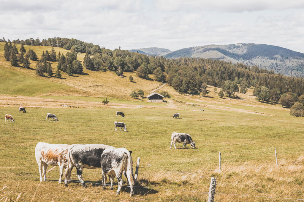 Que faire dans le Haut-Rhin ?