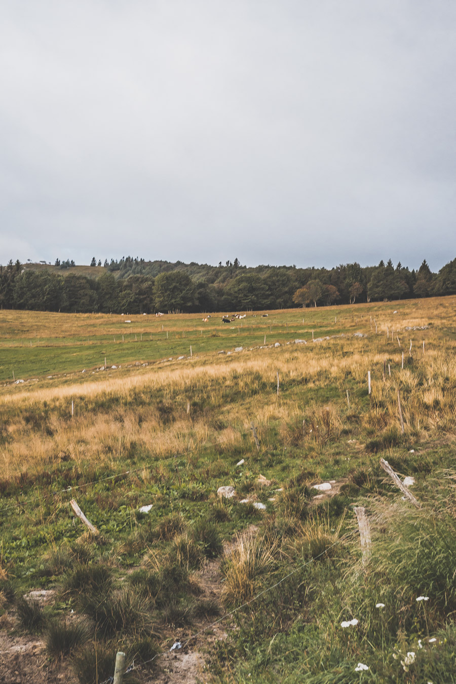 Road trip en Alsace et dans les Vosges en van