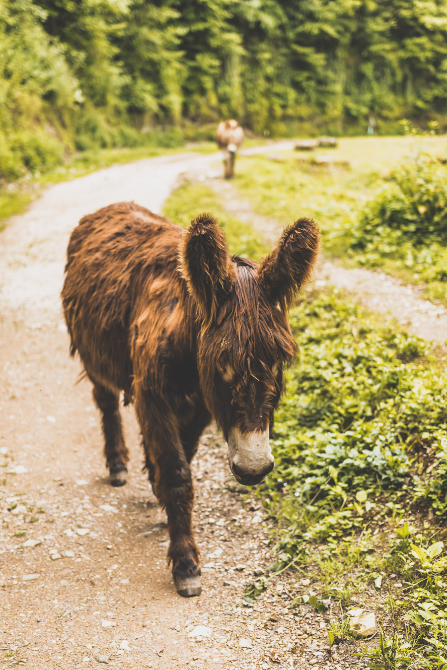 Vous vous demandez que voir en Aveyron ? Que faire en Aveyron ? Notre article est fait pour vous! Conques, Penne, La Couvertoirade, Rodez, Brousse-le-Château... sont évoqués en mots et photos #aveyron #occitanie #france #vacances / Road trip en Aveyron / Voyage en Aveyron / Découvrir l'Occitanie / Voyage en France / Vacances en France / Jolis villages / Travel in France / Voyage en Europe / Villages / Road trip en France / Village de charme / Aveyron tourisme / Aveyron France / Aveyron paysage