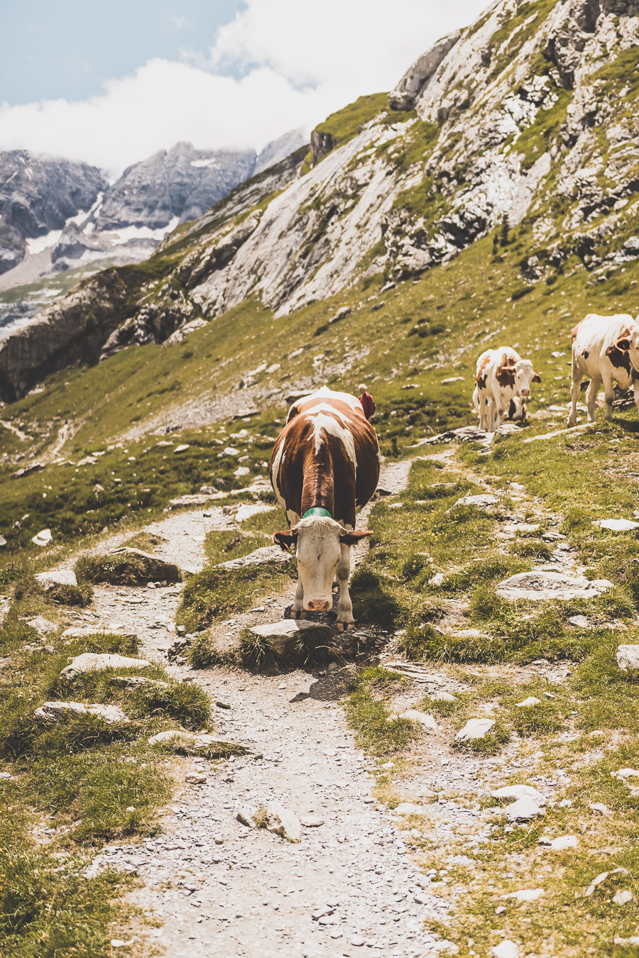 Vous voulez connaître les plus belles randonnées des Pyrénées... Suivez le guide ! Découvrir l'Occitanie / Voyage en France / Vacances en France / Travel in France / Voyage en Europe / Pyrenees moutains / Pyrenean mastiff / Pyreneeën frankrijk / pyrénées montagne / hautes pyrénées landscape / randonnée hautes pyrénées / paysage hautes pyrénées / rando hautes pyrénées / randonnée france / randonnée pyrénées / les plus belles randonnées en France / les plus belles randonnées Pyrénées / occitanie