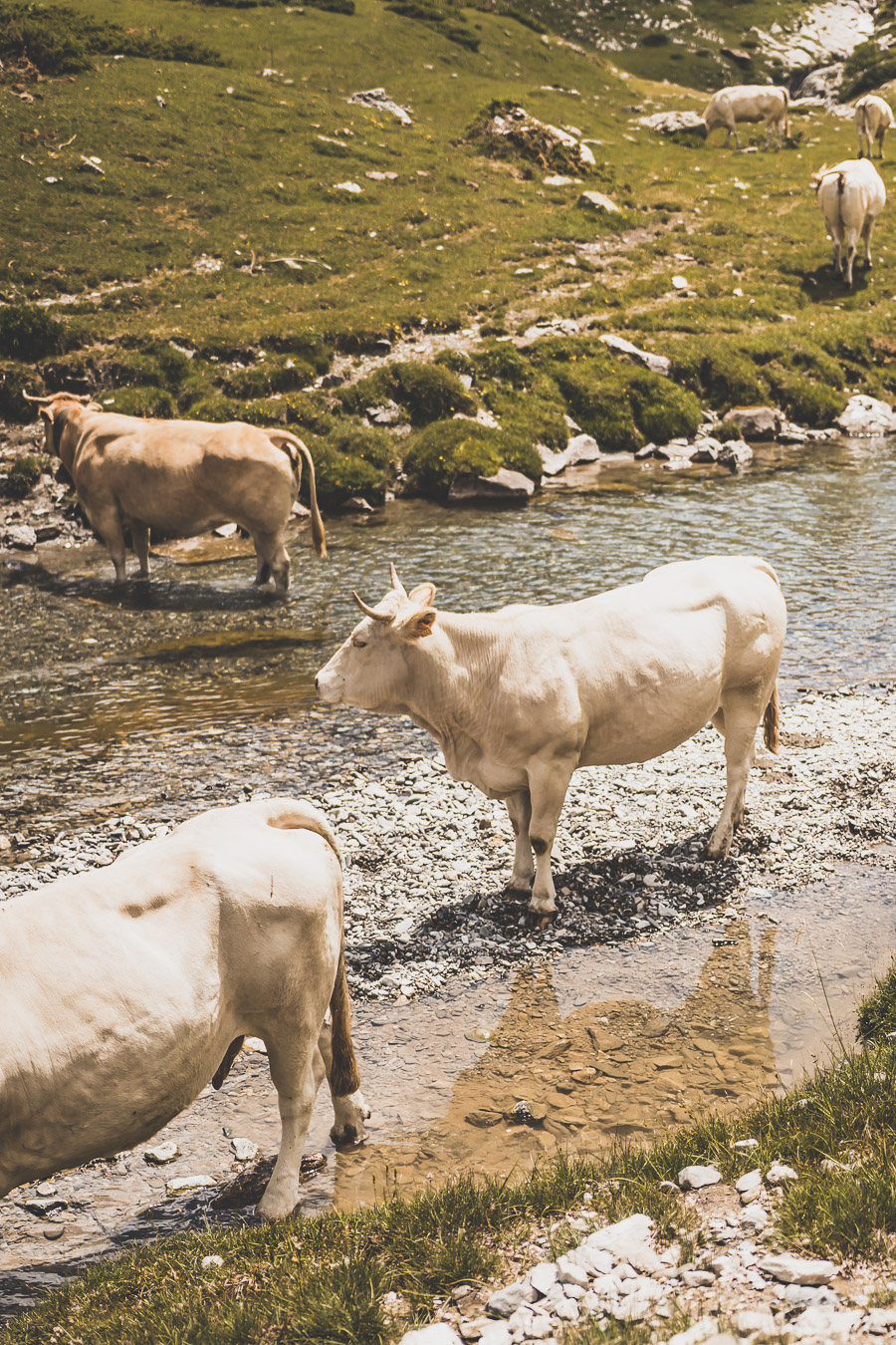 Vous voulez connaître les plus belles randonnées des Pyrénées... Suivez le guide ! Découvrir l'Occitanie / Voyage en France / Vacances en France / Travel in France / Voyage en Europe / Pyrenees moutains / Pyrenean mastiff / Pyreneeën frankrijk / pyrénées montagne / hautes pyrénées landscape / randonnée hautes pyrénées / paysage hautes pyrénées / rando hautes pyrénées / randonnée france / randonnée pyrénées / les plus belles randonnées en France / les plus belles randonnées Pyrénées / occitanie