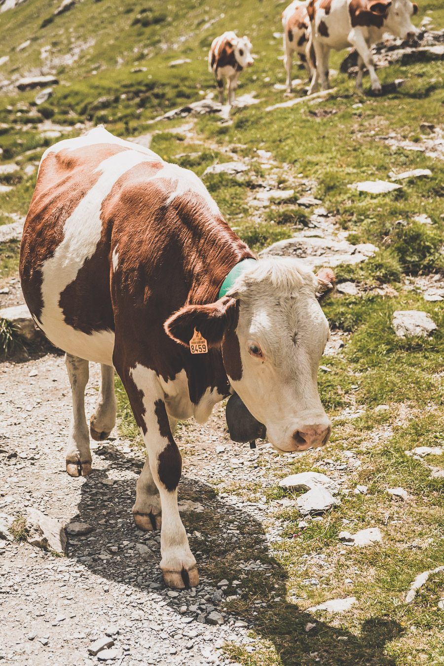 Vous voulez connaître les plus belles randonnées des Pyrénées... Suivez le guide ! Découvrir l'Occitanie / Voyage en France / Vacances en France / Travel in France / Voyage en Europe / Pyrenees moutains / Pyrenean mastiff / Pyreneeën frankrijk / pyrénées montagne / hautes pyrénées landscape / randonnée hautes pyrénées / paysage hautes pyrénées / rando hautes pyrénées / randonnée france / randonnée pyrénées / les plus belles randonnées en France / les plus belles randonnées Pyrénées / occitanie