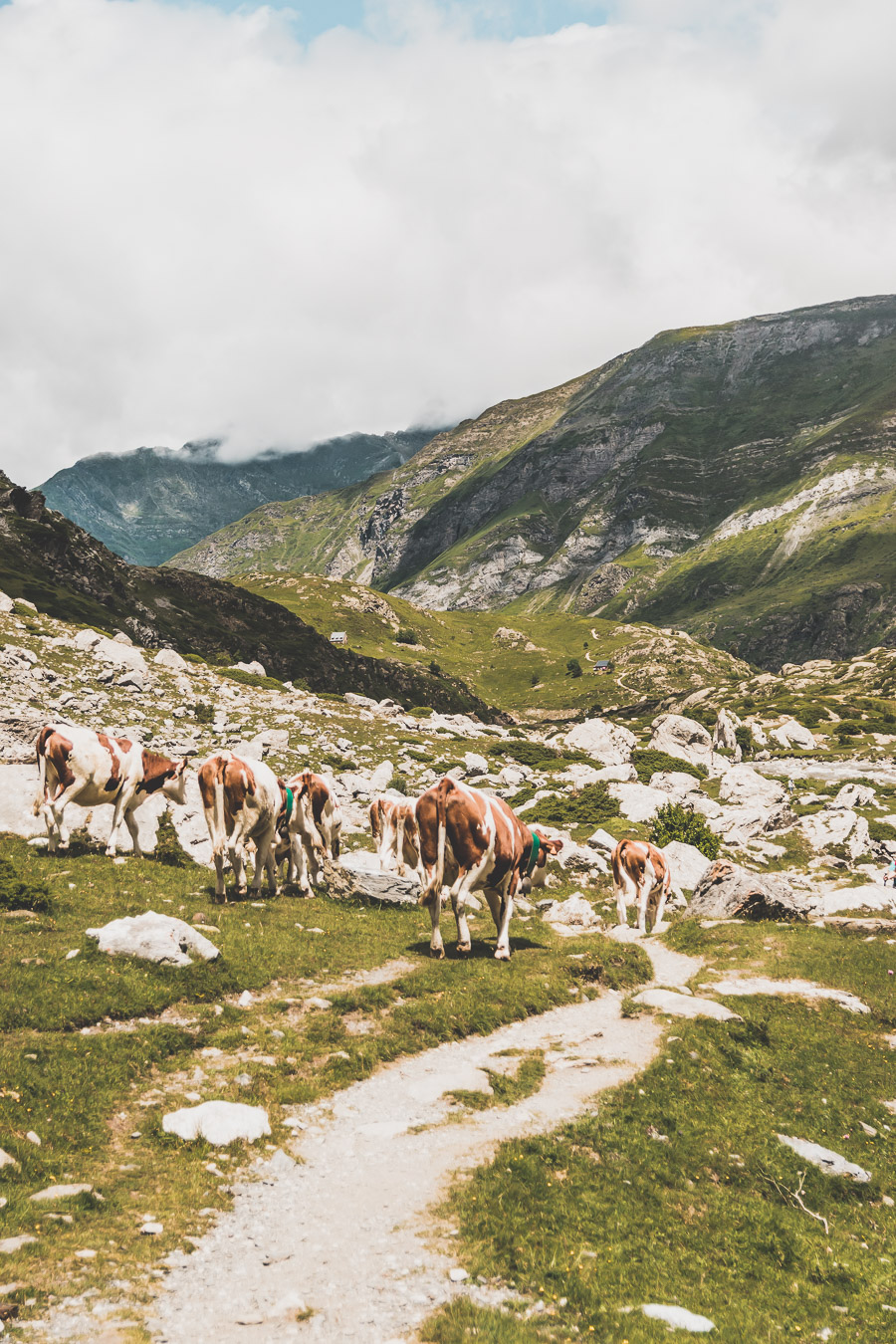 Vous voulez connaître les plus belles randonnées des Pyrénées... Suivez le guide ! Découvrir l'Occitanie / Voyage en France / Vacances en France / Travel in France / Voyage en Europe / Pyrenees moutains / Pyrenean mastiff / Pyreneeën frankrijk / pyrénées montagne / hautes pyrénées landscape / randonnée hautes pyrénées / paysage hautes pyrénées / rando hautes pyrénées / randonnée france / randonnée pyrénées / les plus belles randonnées en France / les plus belles randonnées Pyrénées / occitanie