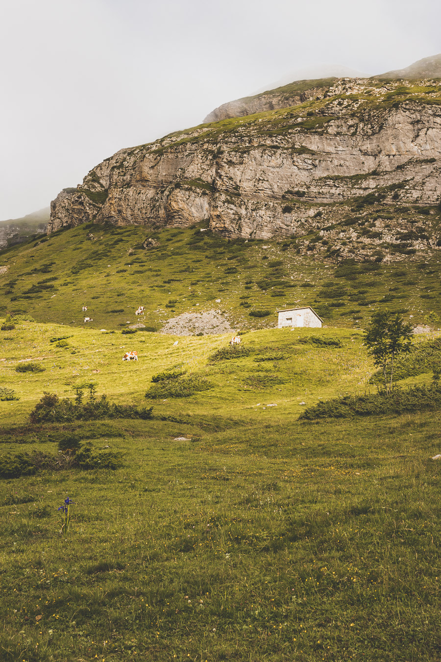 Vous voulez connaître les plus belles randonnées des Pyrénées... Suivez le guide ! Découvrir l'Occitanie / Voyage en France / Vacances en France / Travel in France / Voyage en Europe / Pyrenees moutains / Pyrenean mastiff / Pyreneeën frankrijk / pyrénées montagne / hautes pyrénées landscape / randonnée hautes pyrénées / paysage hautes pyrénées / rando hautes pyrénées / randonnée france / randonnée pyrénées / les plus belles randonnées en France / les plus belles randonnées Pyrénées / occitanie