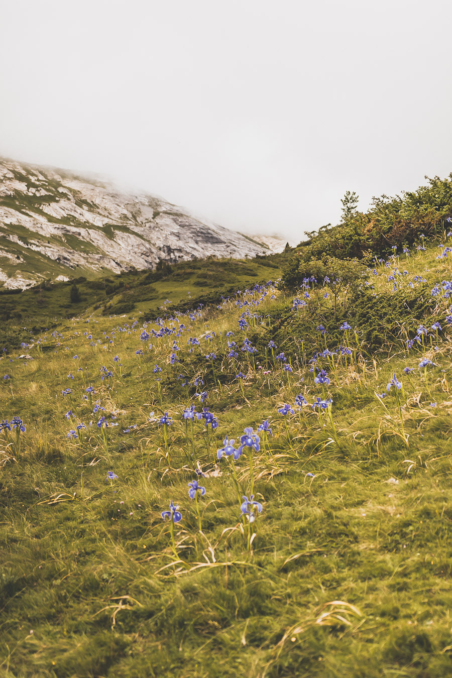 Vous voulez connaître les plus belles randonnées des Pyrénées... Suivez le guide ! Découvrir l'Occitanie / Voyage en France / Vacances en France / Travel in France / Voyage en Europe / Pyrenees moutains / Pyrenean mastiff / Pyreneeën frankrijk / pyrénées montagne / hautes pyrénées landscape / randonnée hautes pyrénées / paysage hautes pyrénées / rando hautes pyrénées / randonnée france / randonnée pyrénées / les plus belles randonnées en France / les plus belles randonnées Pyrénées / occitanie