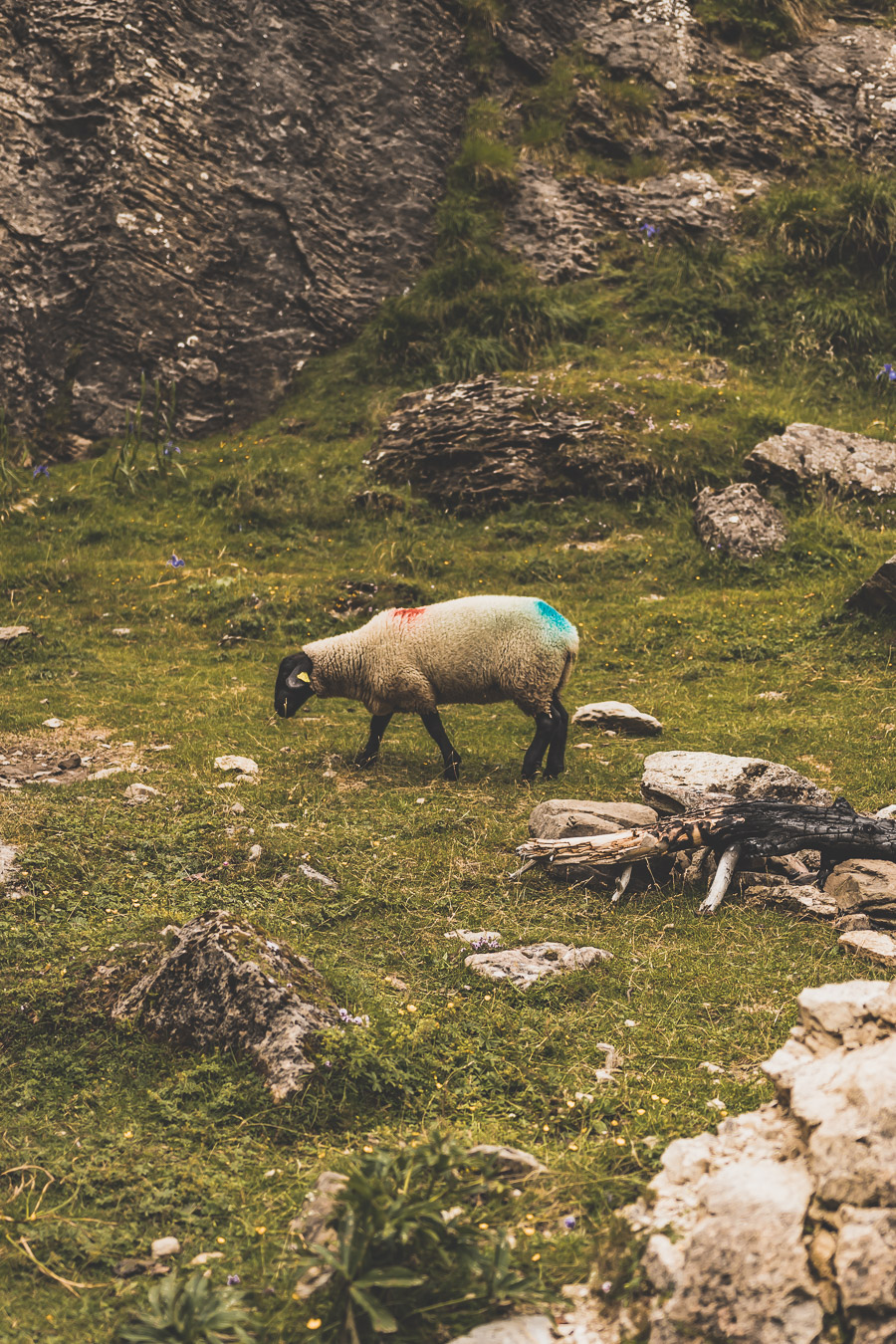 Vous voulez connaître les plus belles randonnées des Pyrénées... Suivez le guide ! Découvrir l'Occitanie / Voyage en France / Vacances en France / Travel in France / Voyage en Europe / Pyrenees moutains / Pyrenean mastiff / Pyreneeën frankrijk / pyrénées montagne / hautes pyrénées landscape / randonnée hautes pyrénées / paysage hautes pyrénées / rando hautes pyrénées / randonnée france / randonnée pyrénées / les plus belles randonnées en France / les plus belles randonnées Pyrénées / occitanie