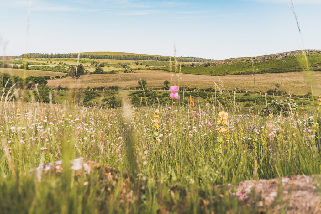 Aubrac