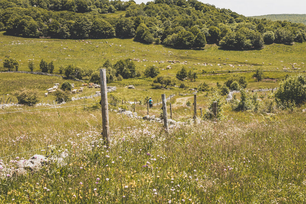 Randonnée sur l'Aubrac