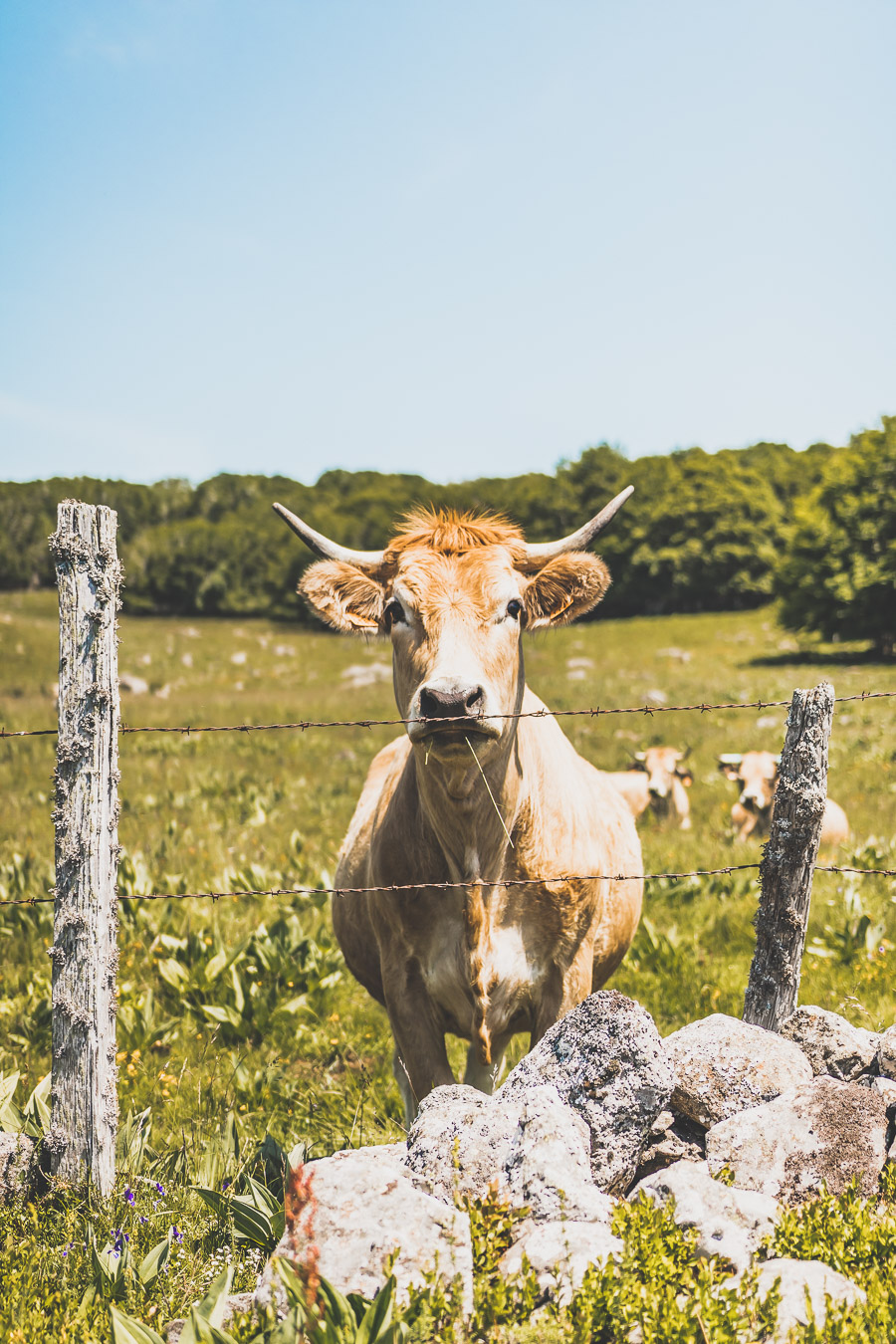 Randonnée sur l'Aubrac