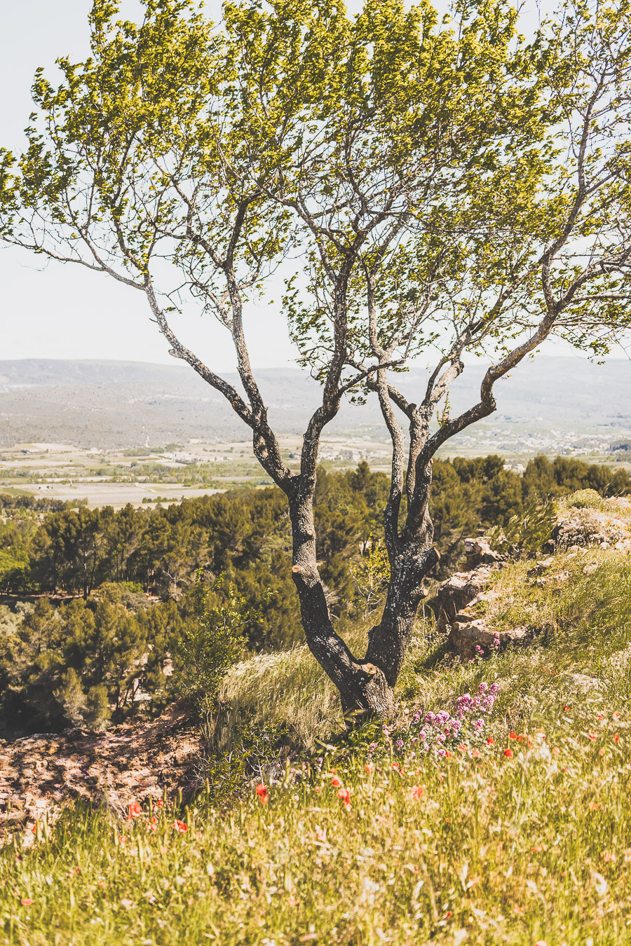 Vous vous demandez que faire dans le Vaucluse ? Faites un road trip en van et suivez le guide ! Vacances en France / Vacances plage / France paysage / Voyage en France / Voyage nature / Voyage en France / Destinations de voyages / Road trip France / Plus beaux villages de France / paysage / Vaucluse tourisme / Vaucluse france / Luberon provence / luberon visite / luberon france / provence france / provence alpes côte d'azur / alpes francaises / mont ventoux provence france / van aménagé 