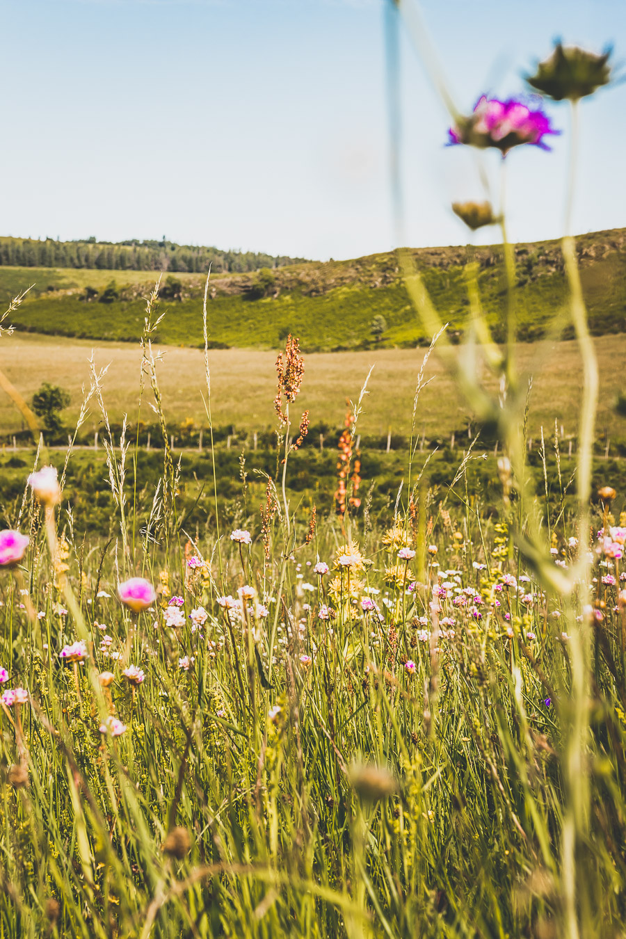 Randonnée sur l'Aubrac