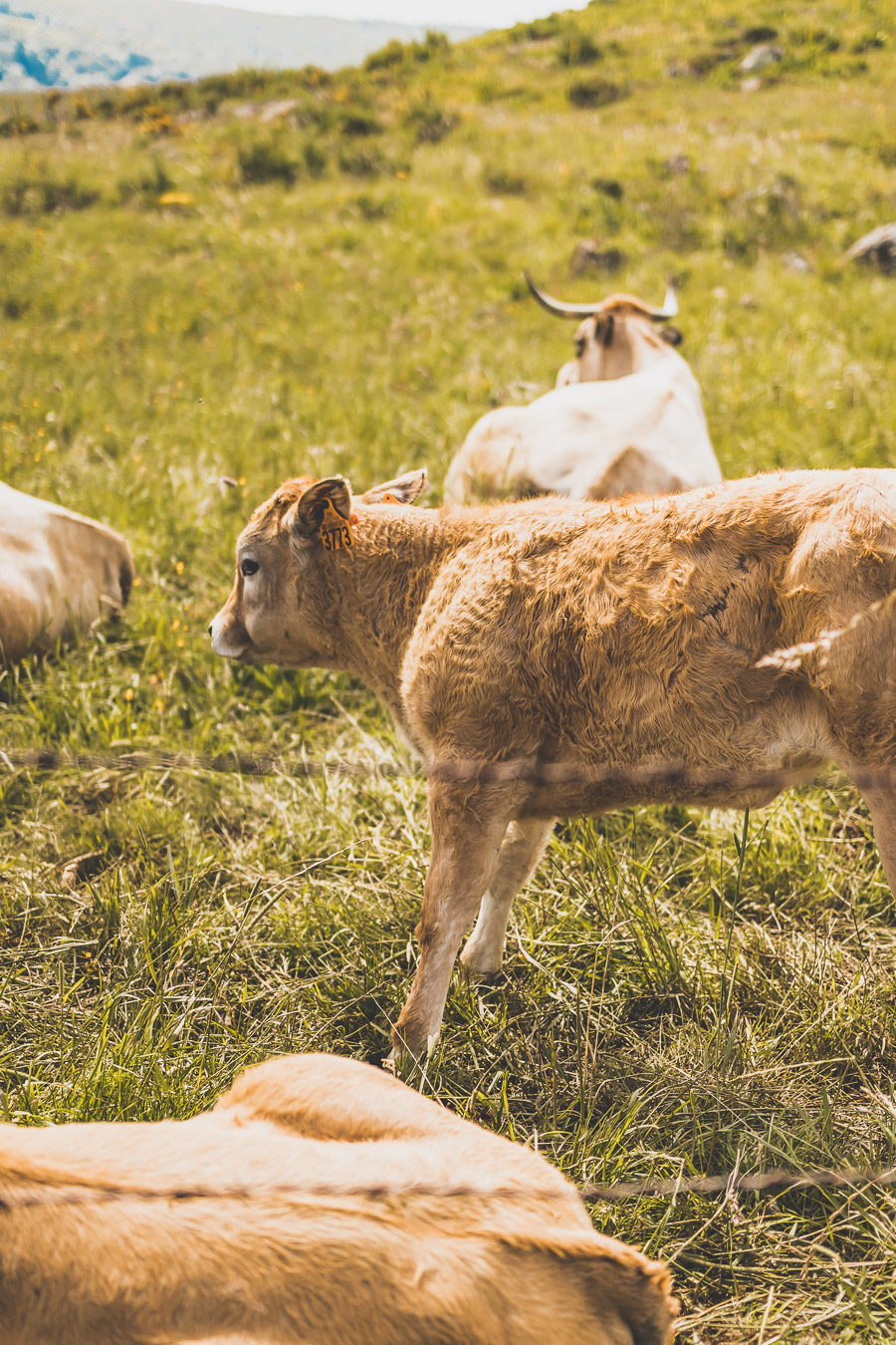 Randonnée sur l'Aubrac