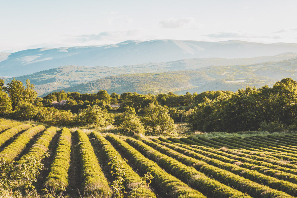 Visiter le Vaucluse