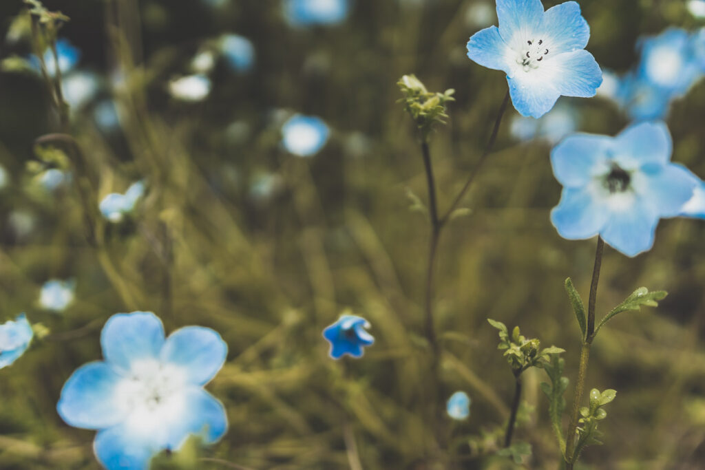 fleurs norvégiennes